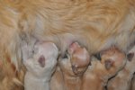 Cuccioli a 4 giorni